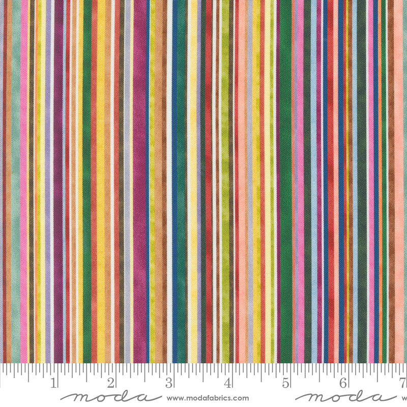 Floribunda Rainbow 39811 11